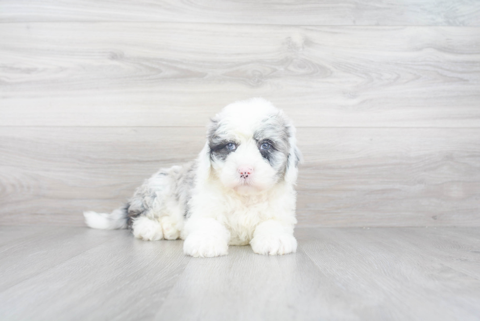 Best Mini Sheepadoodle Baby