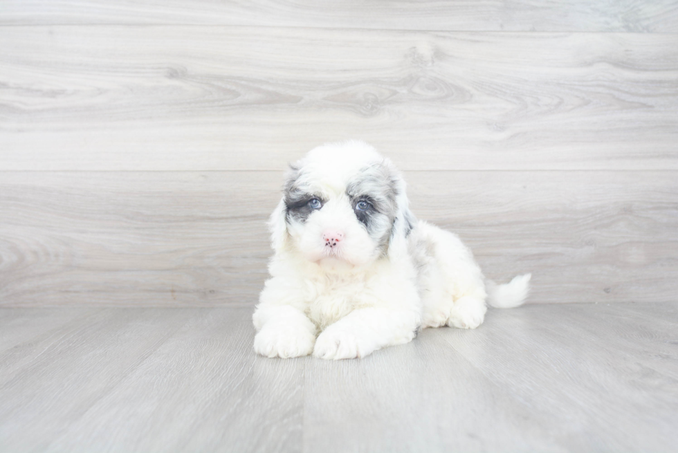 Cute Mini Sheepadoodle Baby