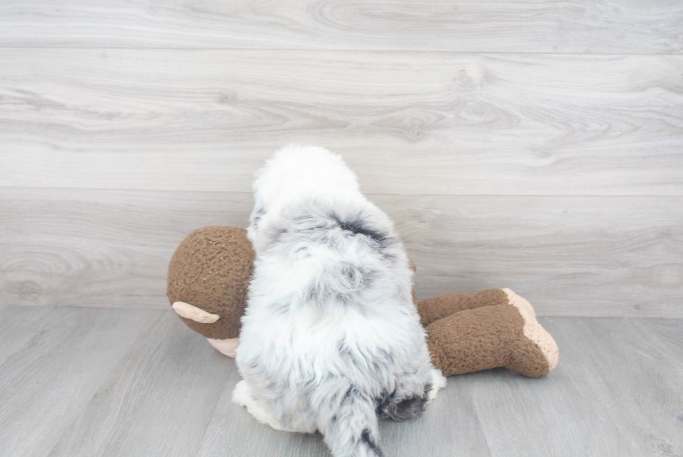 Small Mini Sheepadoodle Baby