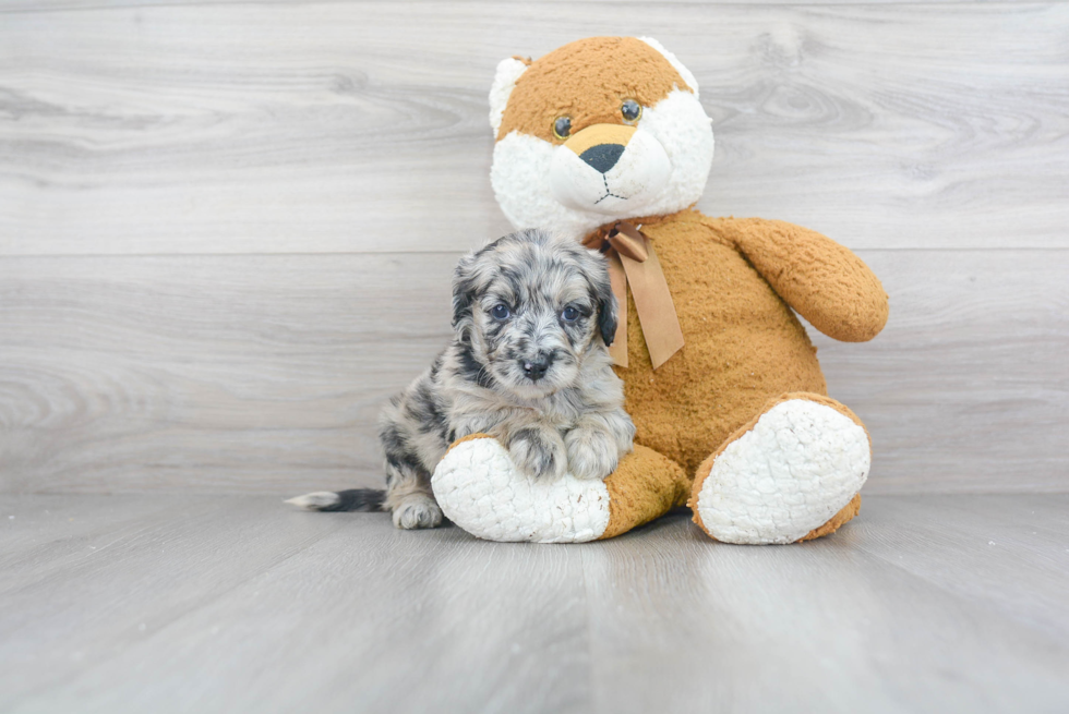 Happy Mini Sheepadoodle Baby