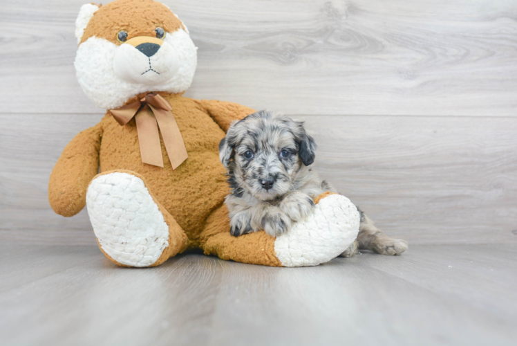 Friendly Mini Sheepadoodle Baby