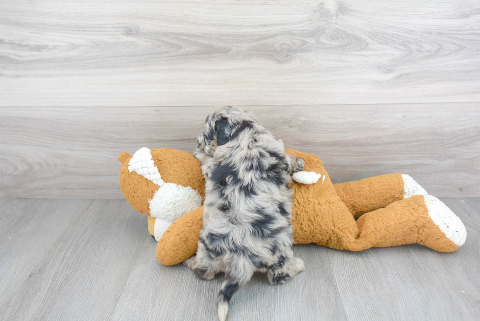 Playful Sheep Dog Poodle Mix Puppy