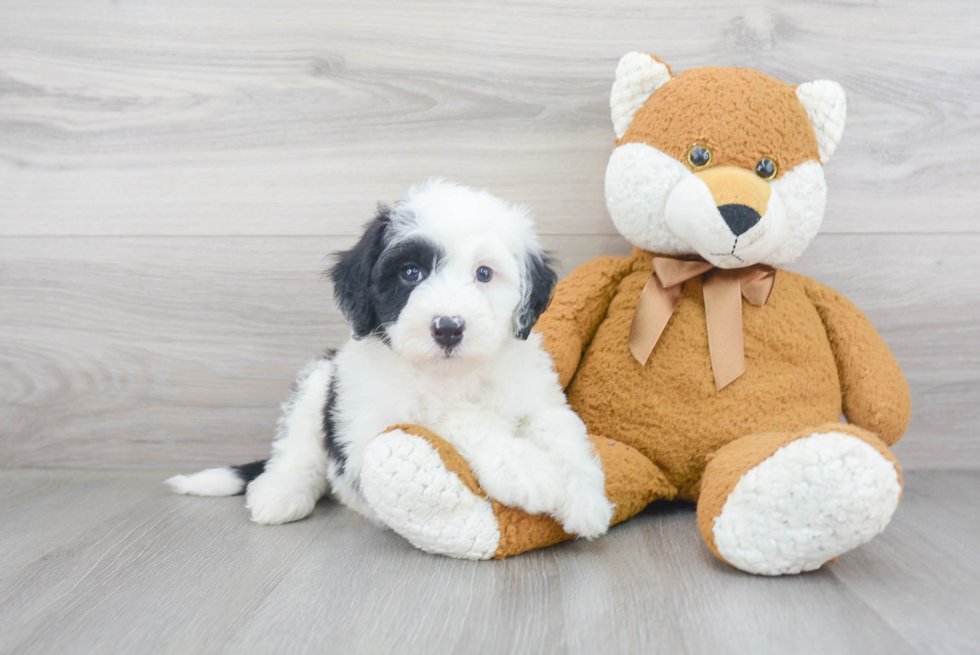 Best Mini Sheepadoodle Baby