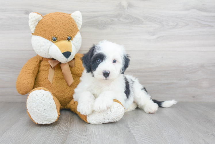 Best Mini Sheepadoodle Baby