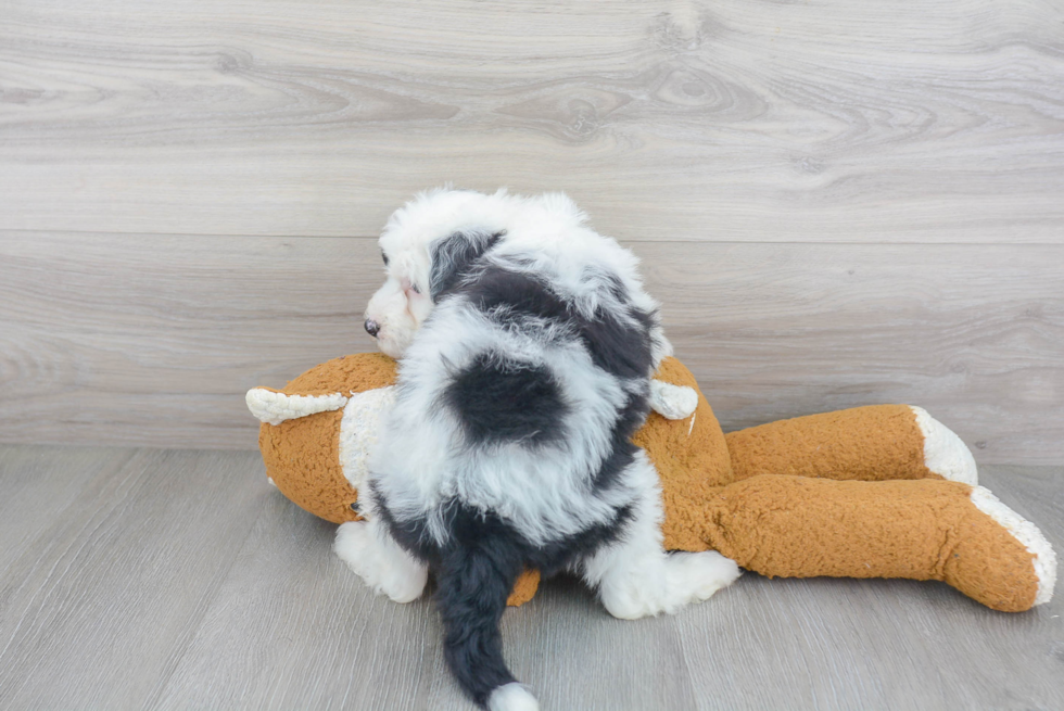 Playful Sheep Dog Poodle Mix Puppy