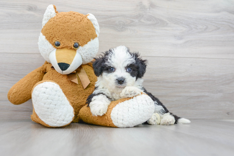 Mini Sheepadoodle Pup Being Cute