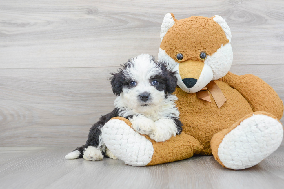 Energetic Sheep Dog Poodle Mix Puppy