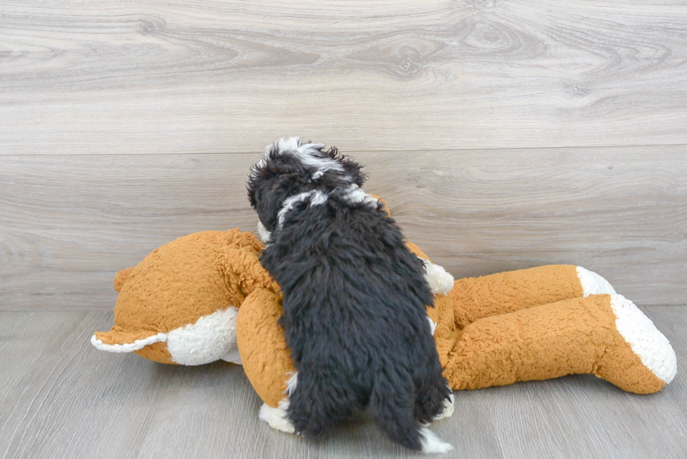 Sweet Mini Sheepadoodle Baby