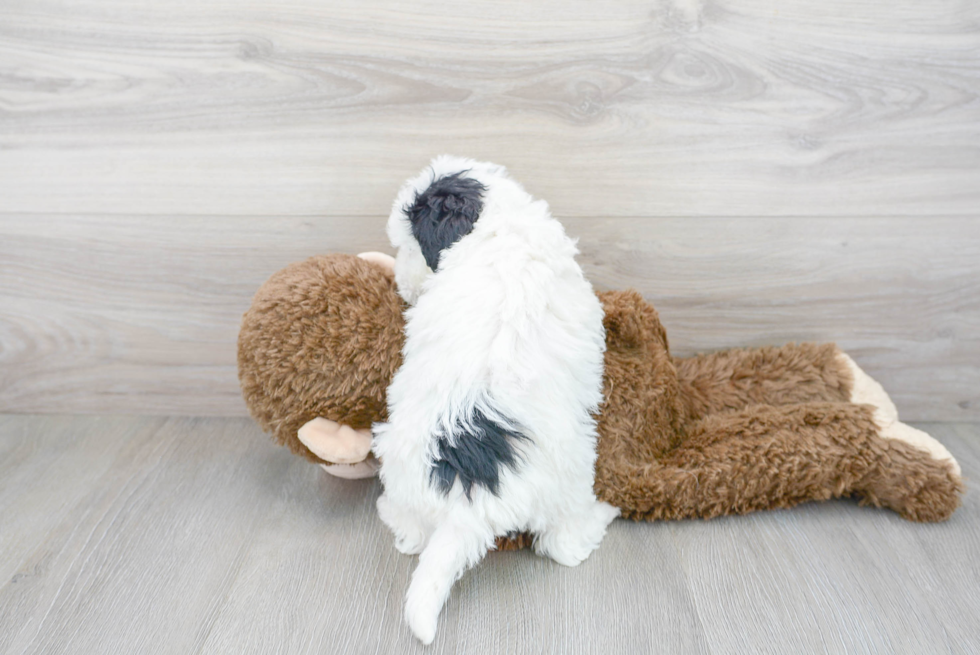 Mini Sheepadoodle Pup Being Cute