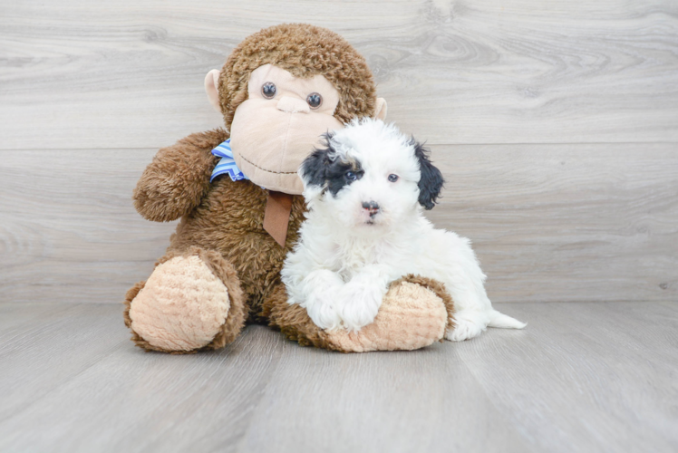 Funny Mini Sheepadoodle Poodle Mix Pup