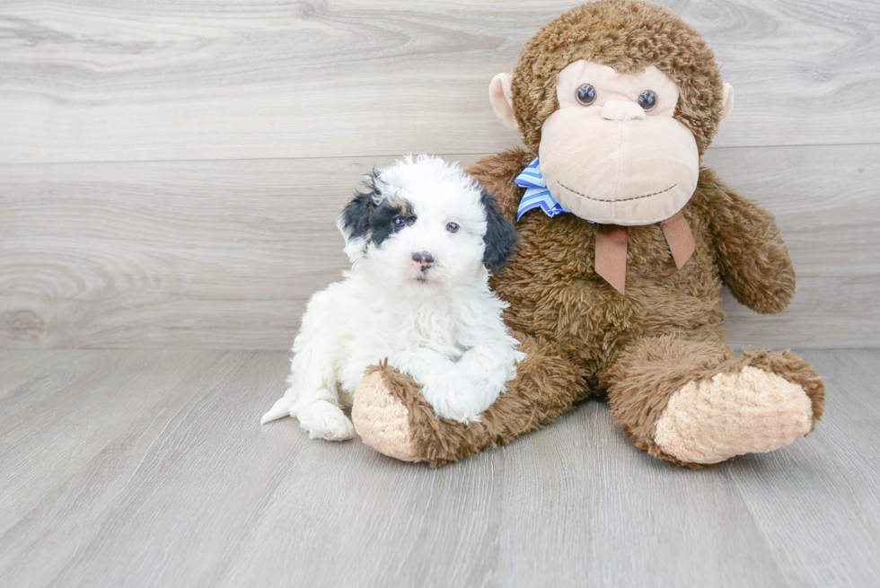 Mini Sheepadoodle Pup Being Cute