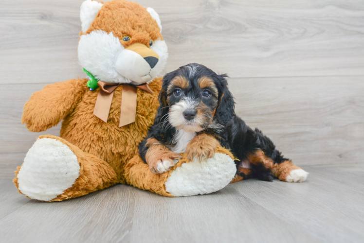 Mini Sheepadoodle Puppy for Adoption