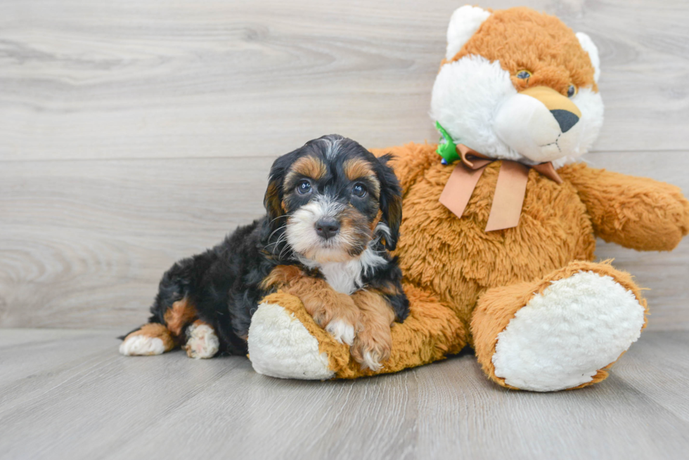 Playful Sheep Dog Poodle Mix Puppy