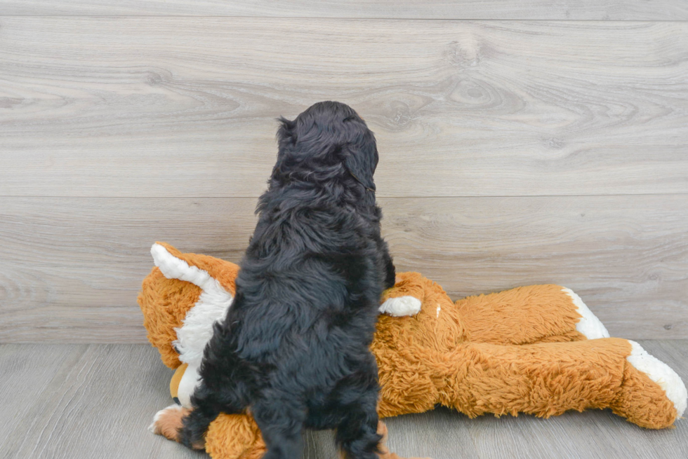 Cute Mini Sheepadoodle Baby