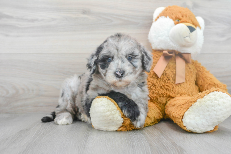 Mini Sheepadoodle Puppy for Adoption