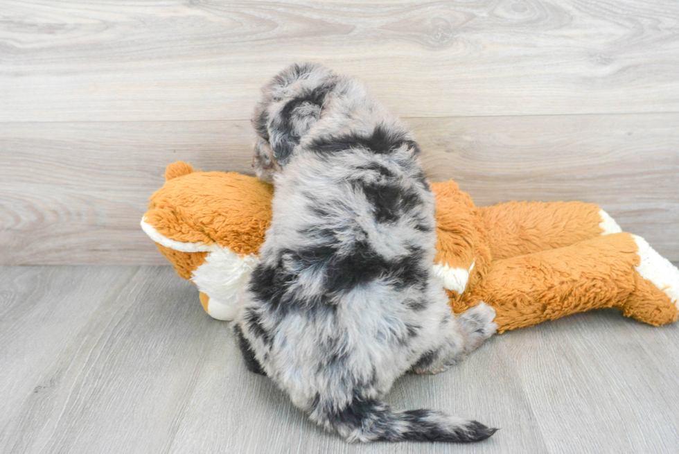 Mini Sheepadoodle Pup Being Cute