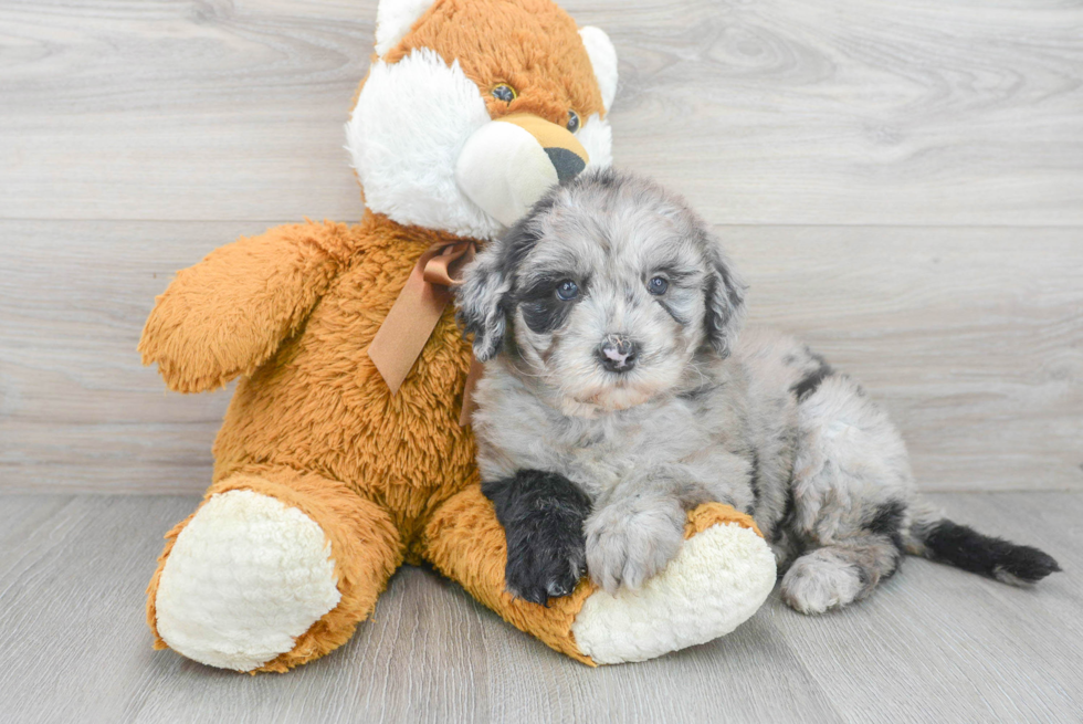 Small Mini Sheepadoodle Baby