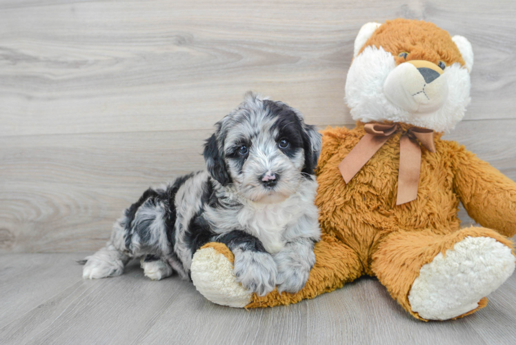 Petite Mini Sheepadoodle Poodle Mix Pup