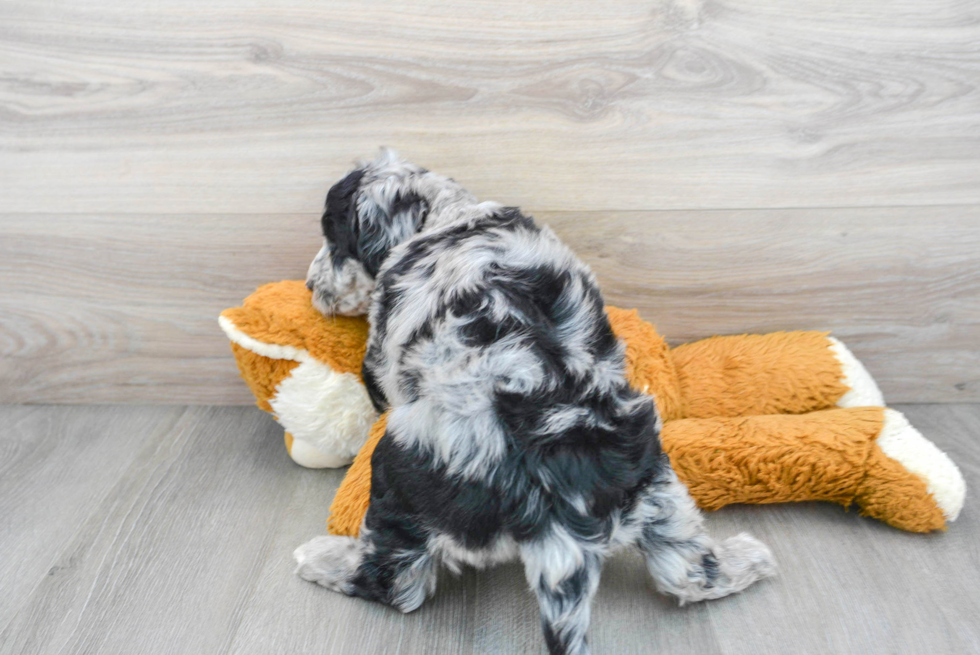 Popular Mini Sheepadoodle Poodle Mix Pup