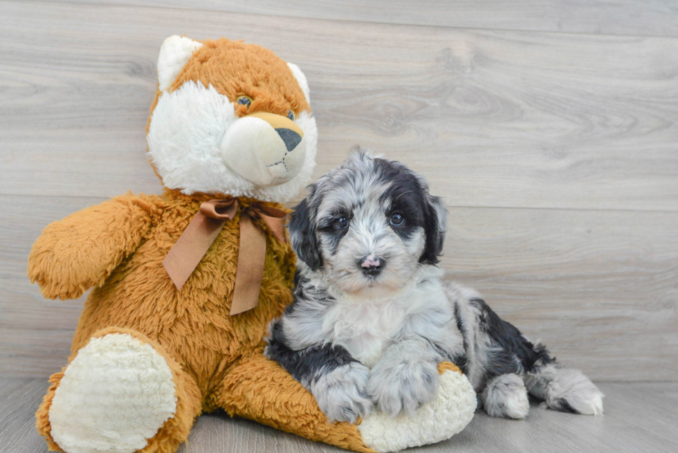 Mini Sheepadoodle Puppy for Adoption