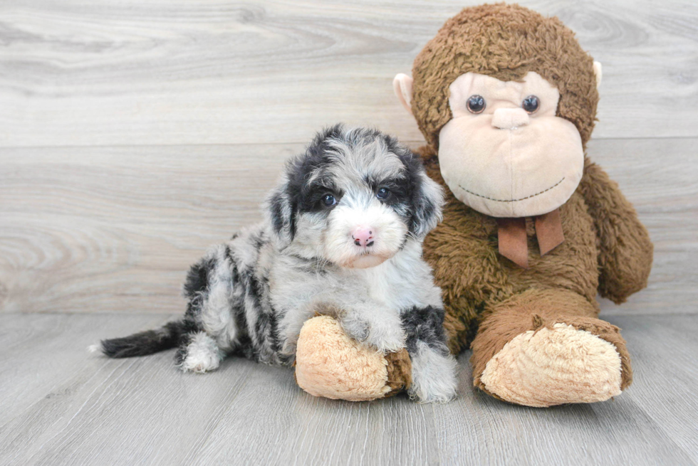 Mini Sheepadoodle Puppy for Adoption