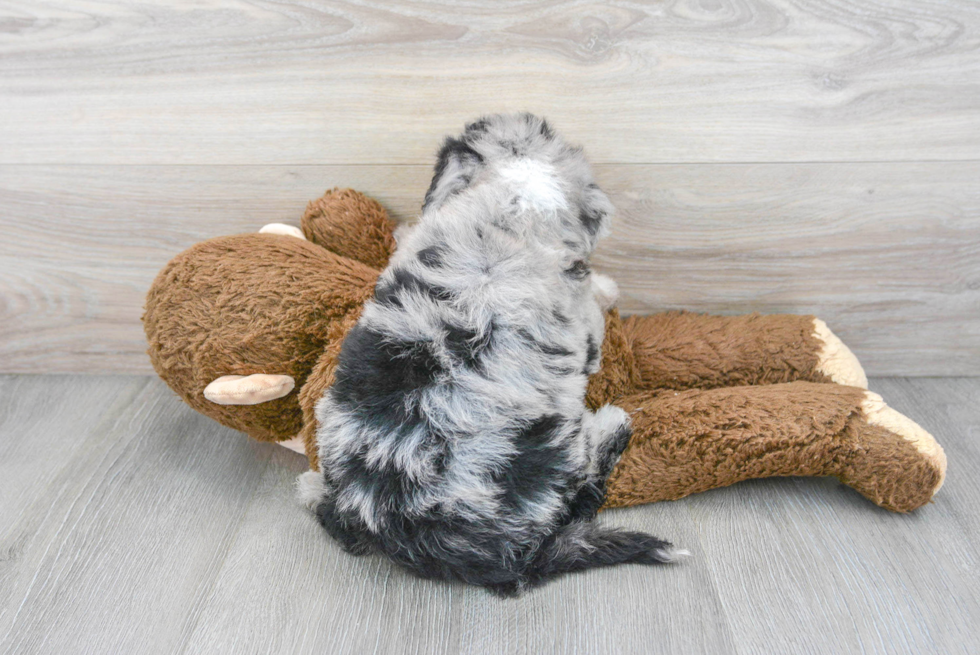 Cute Mini Sheepadoodle Baby