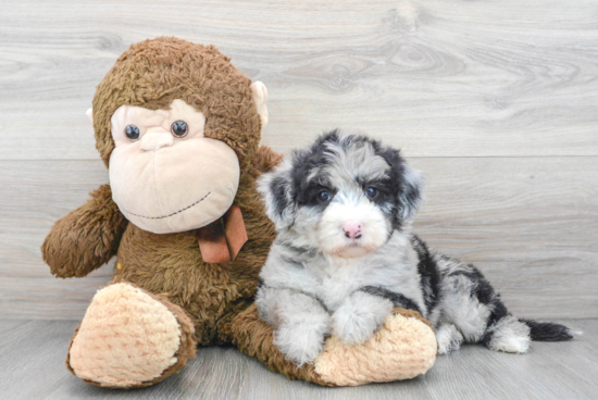 Cute Mini Sheepadoodle Baby