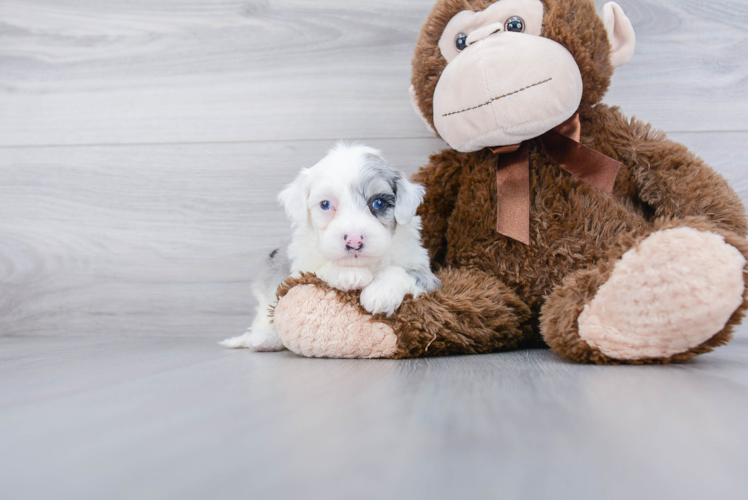 Mini Sheepadoodle Puppy for Adoption