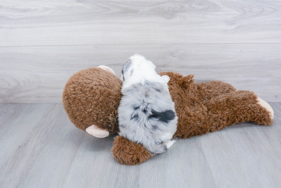 Happy Mini Sheepadoodle Baby