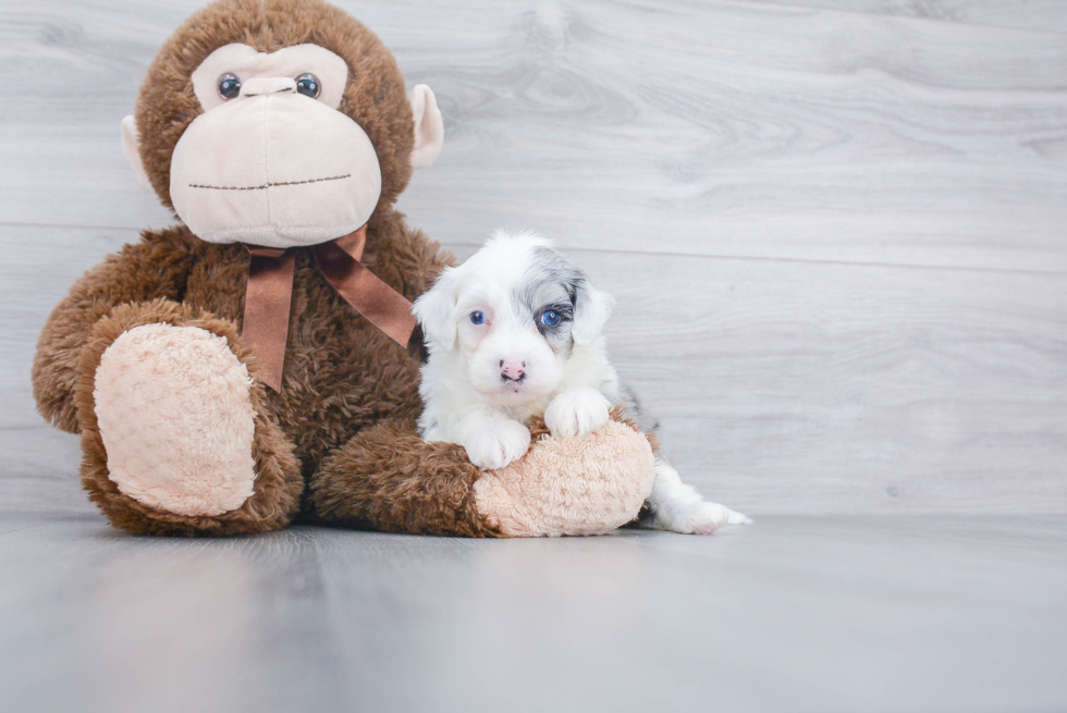 Mini Sheepadoodle Pup Being Cute