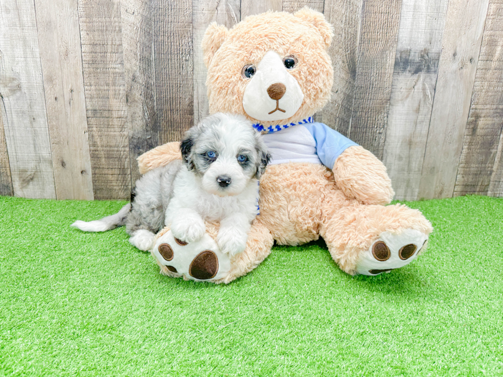 Popular Mini Sheepadoodle Poodle Mix Pup