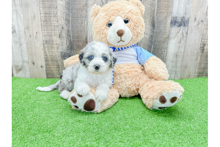 Best Mini Sheepadoodle Baby