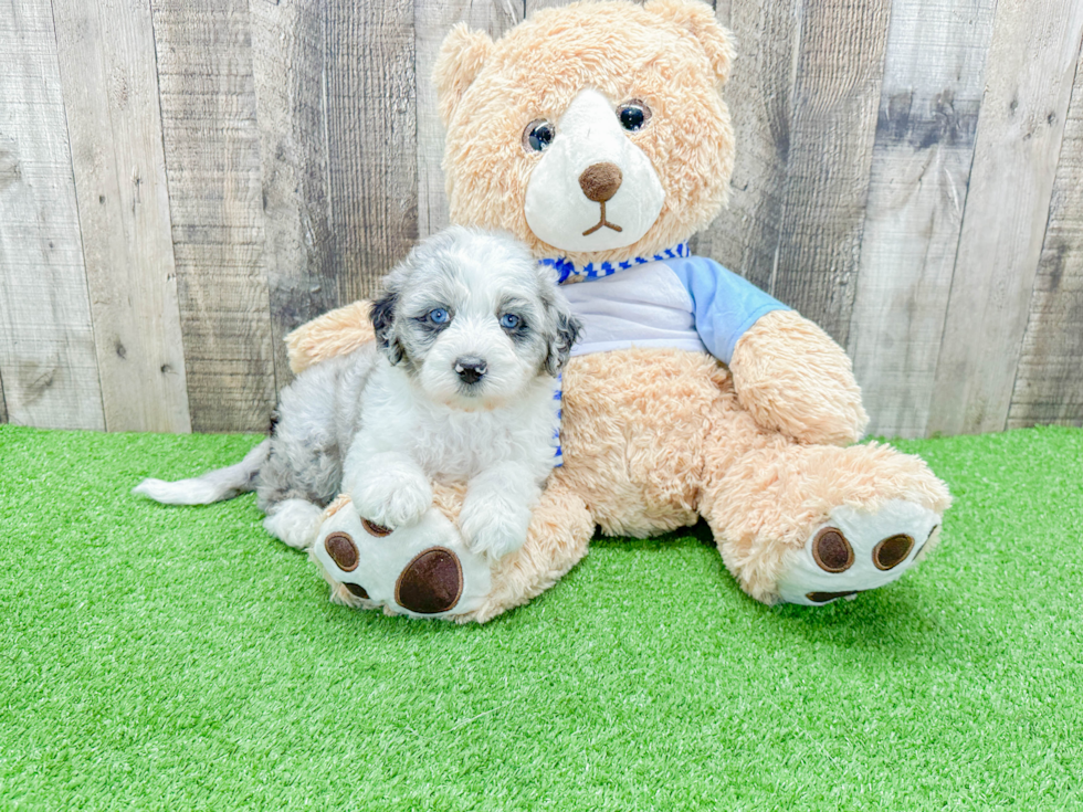 Best Mini Sheepadoodle Baby