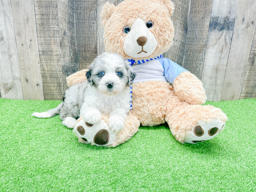 Mini Sheepadoodle Puppy for Adoption