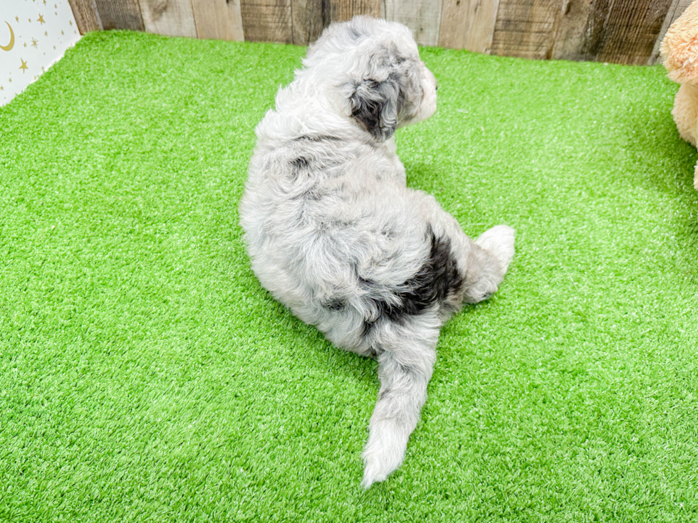 Best Mini Sheepadoodle Baby