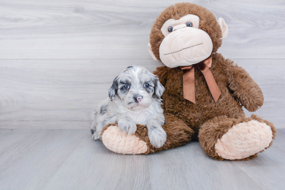 Mini Sheepadoodle Puppy for Adoption