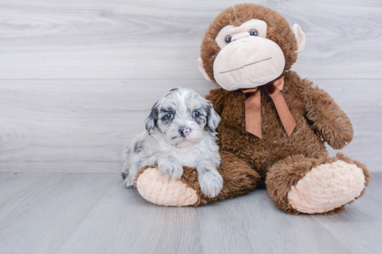 Mini Sheepadoodle Puppy for Adoption