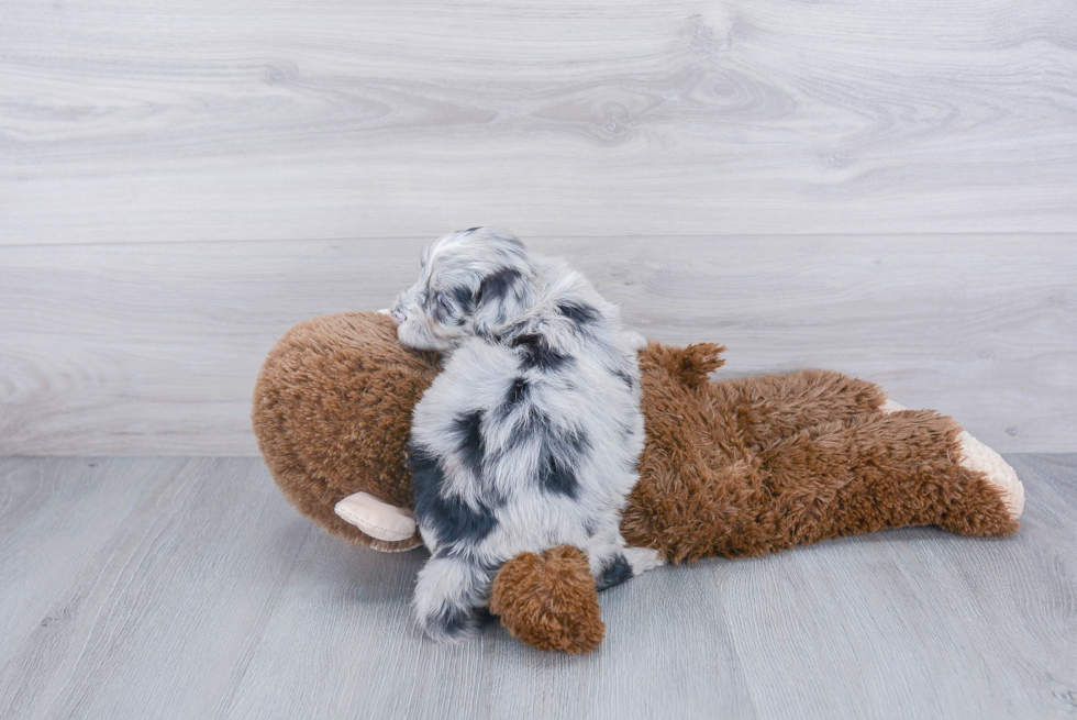 Mini Sheepadoodle Puppy for Adoption