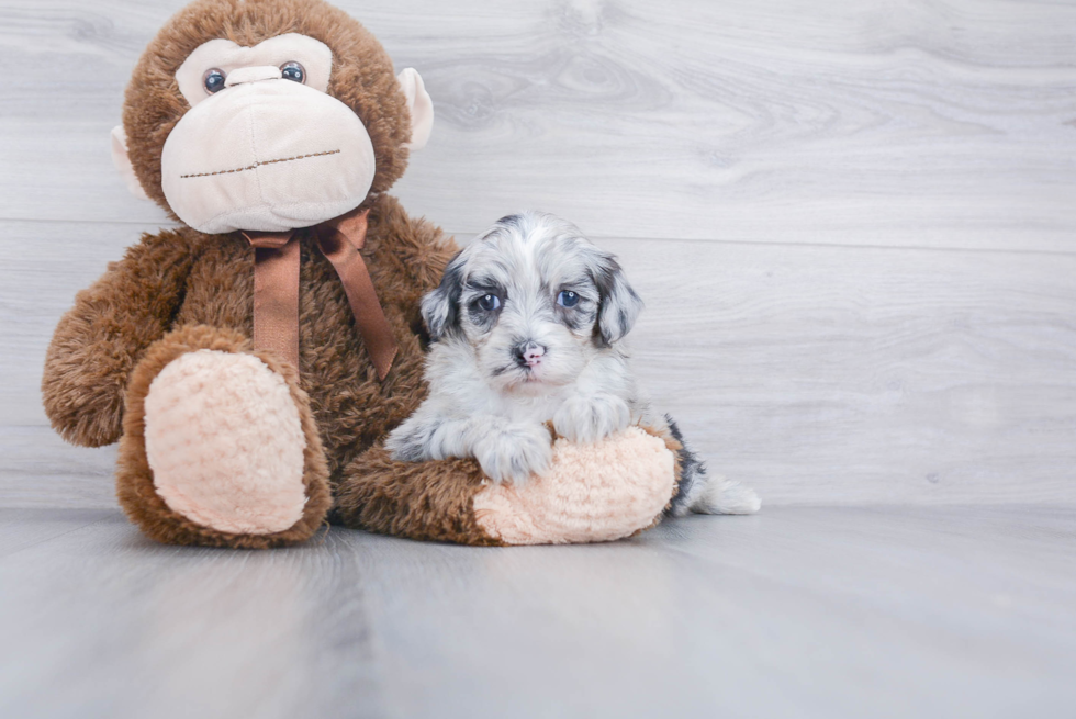 Playful Sheep Dog Poodle Mix Puppy