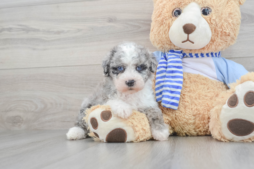 Adorable Sheep Dog Poodle Mix Puppy