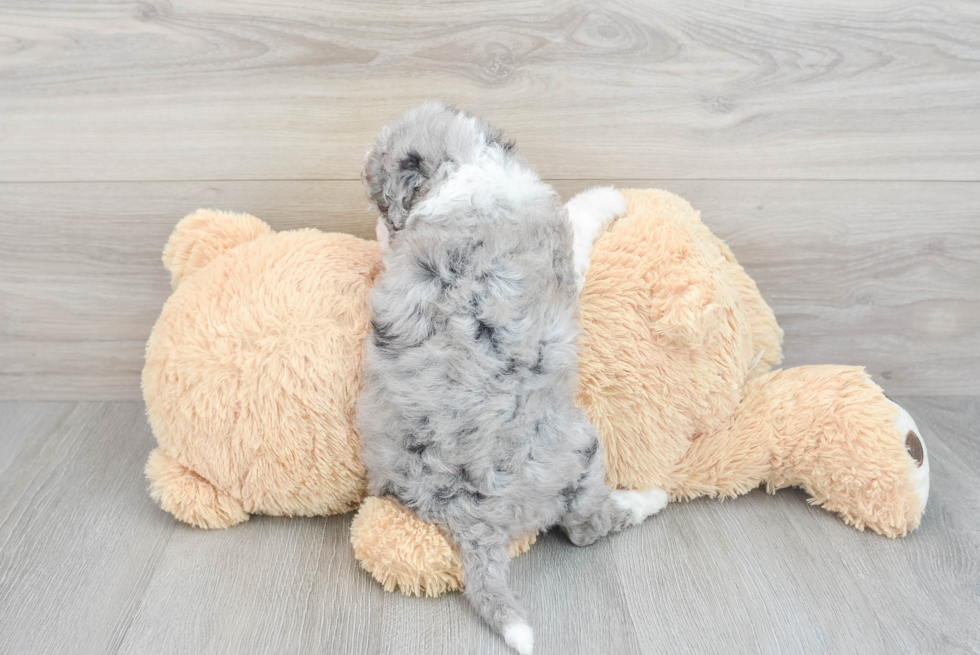 Mini Sheepadoodle Pup Being Cute