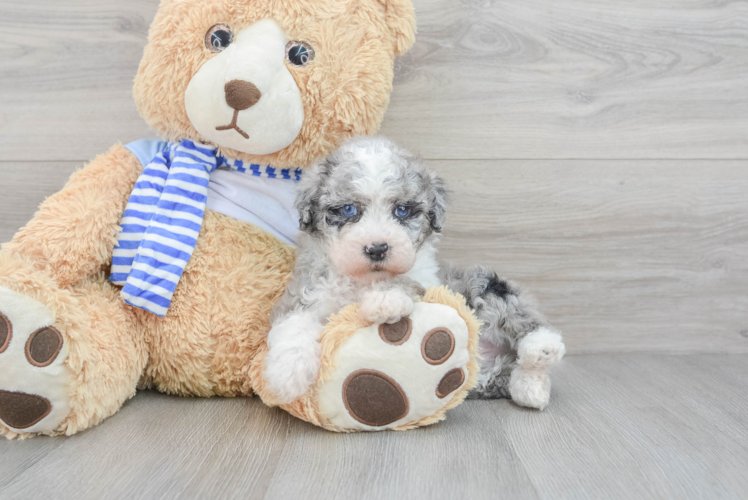 Best Mini Sheepadoodle Baby