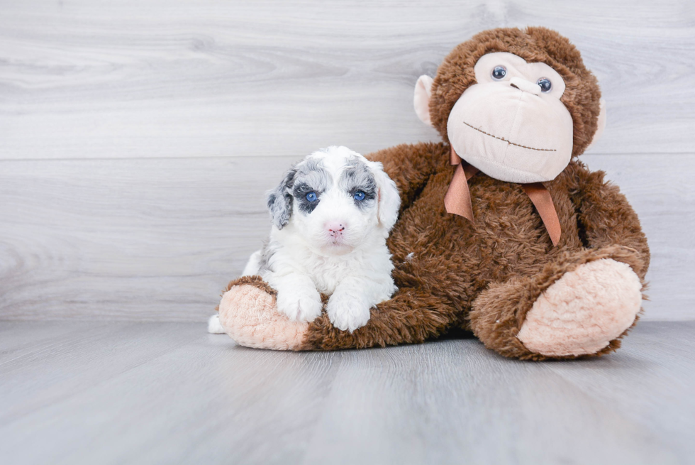 Friendly Mini Sheepadoodle Baby