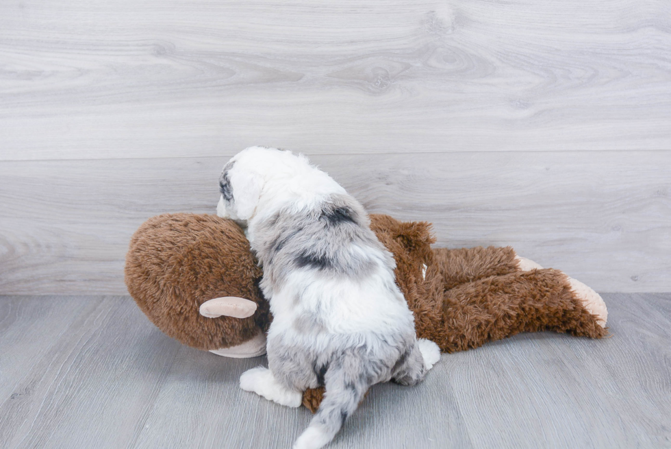 Mini Sheepadoodle Pup Being Cute