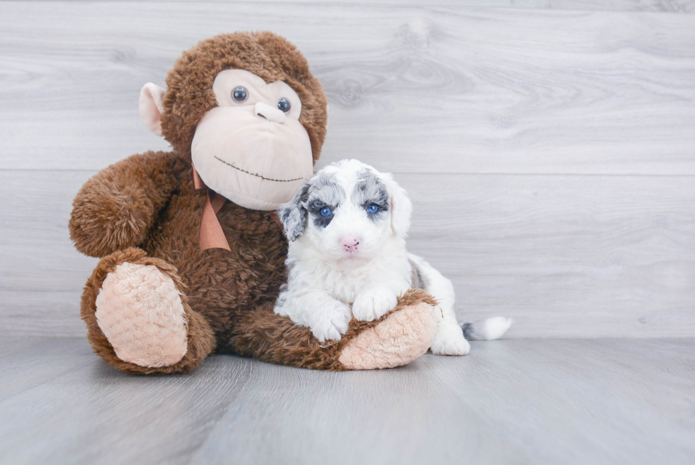 Adorable Sheep Dog Poodle Mix Puppy