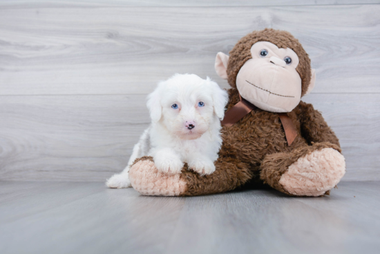 Energetic Sheep Dog Poodle Mix Puppy