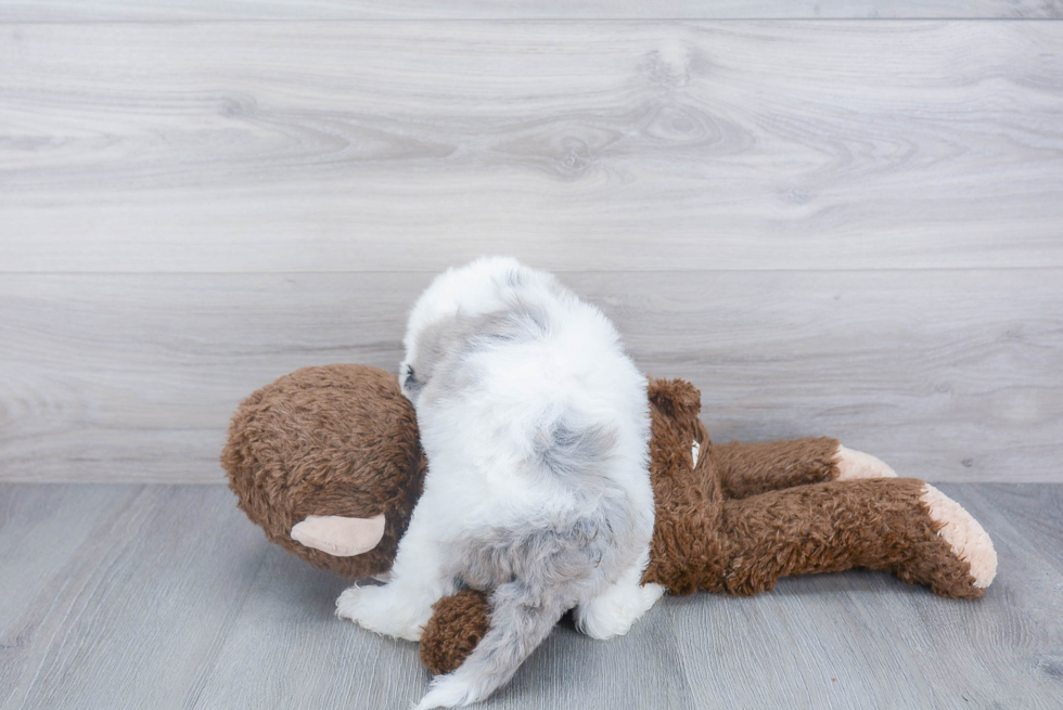 Sweet Mini Sheepadoodle Baby