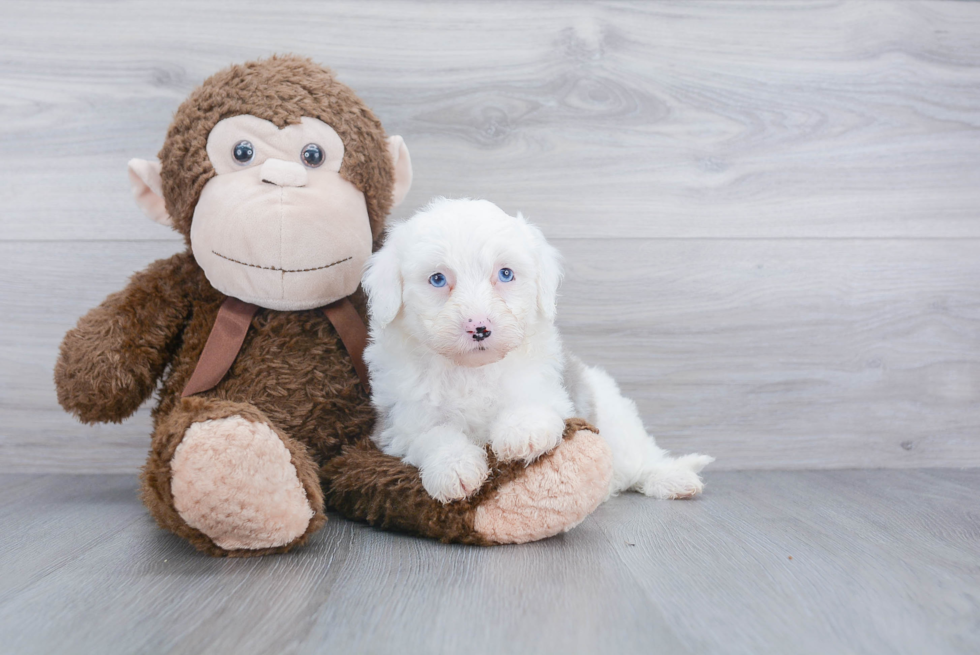 Mini Sheepadoodle Puppy for Adoption