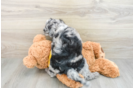 Sweet Mini Sheepadoodle Baby