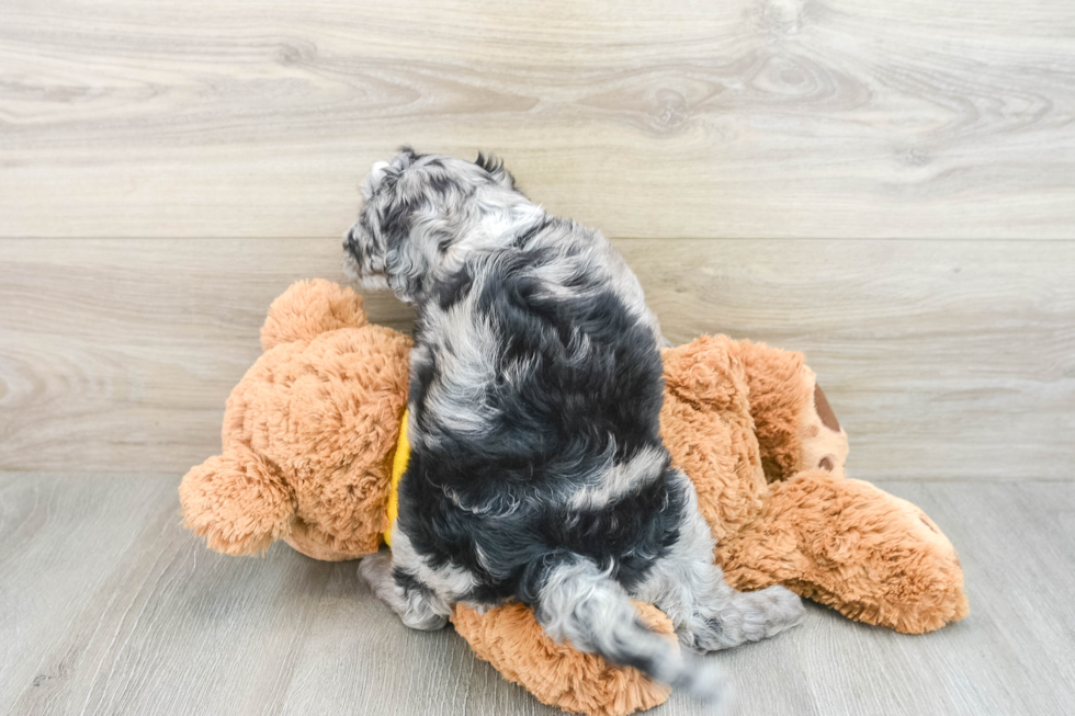 Sweet Mini Sheepadoodle Baby